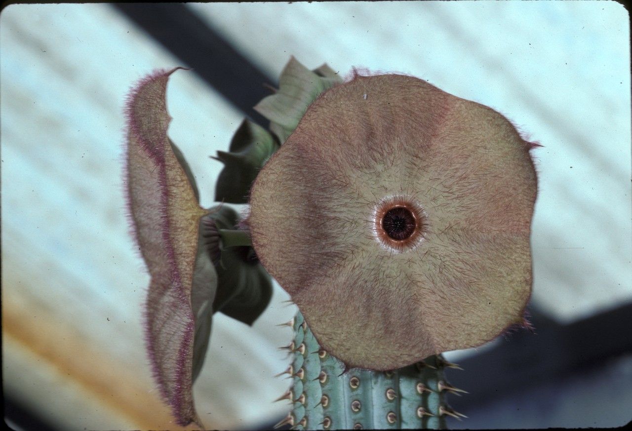 Hoodia currorii flower