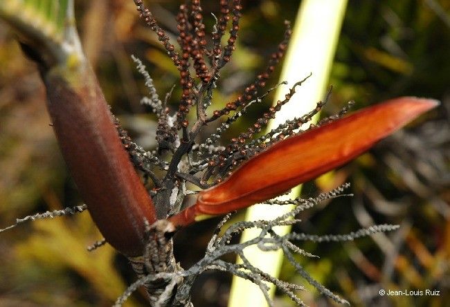 Basselinia deplanchei fruit