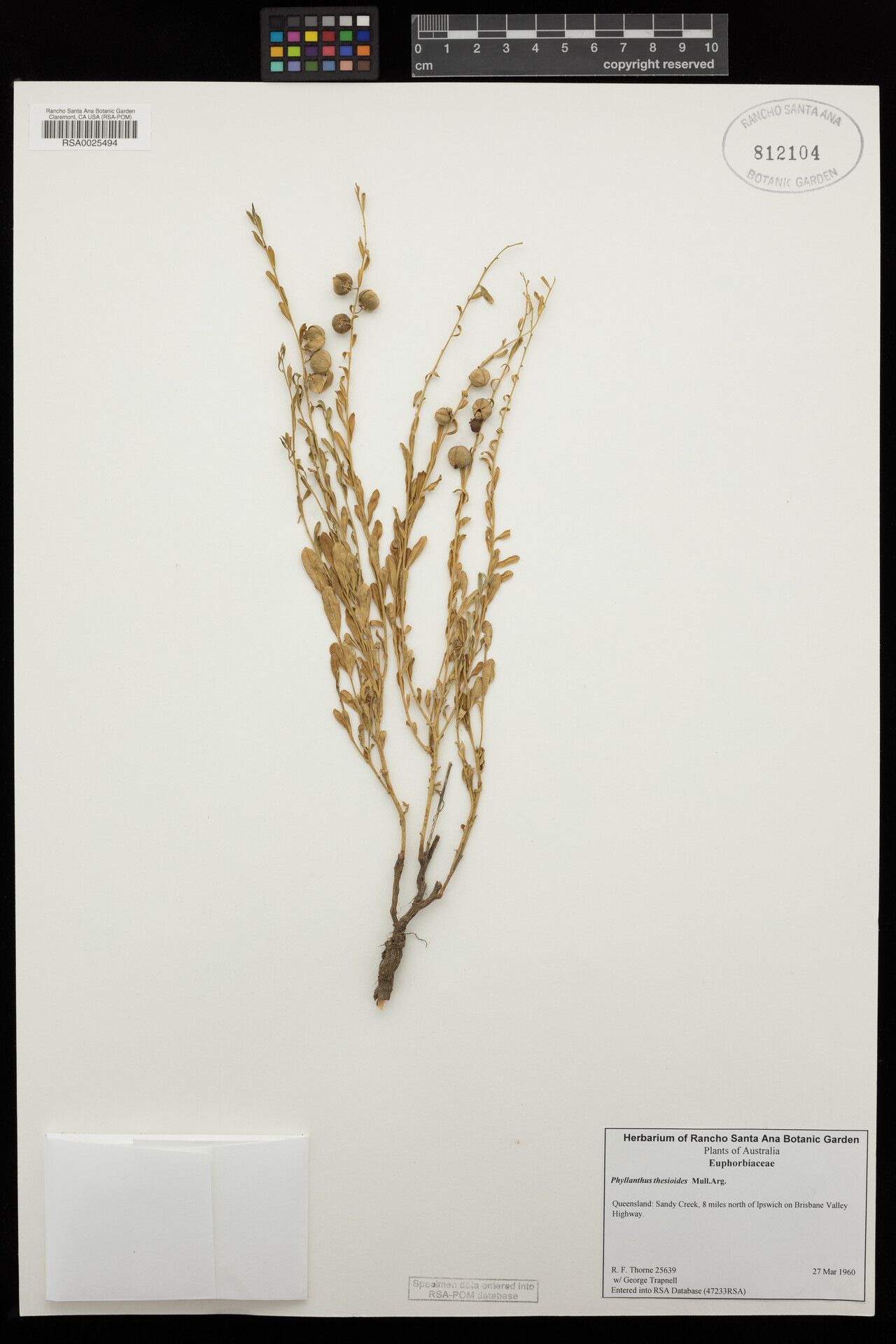 Phyllanthus dumetosus — houseplant care guide