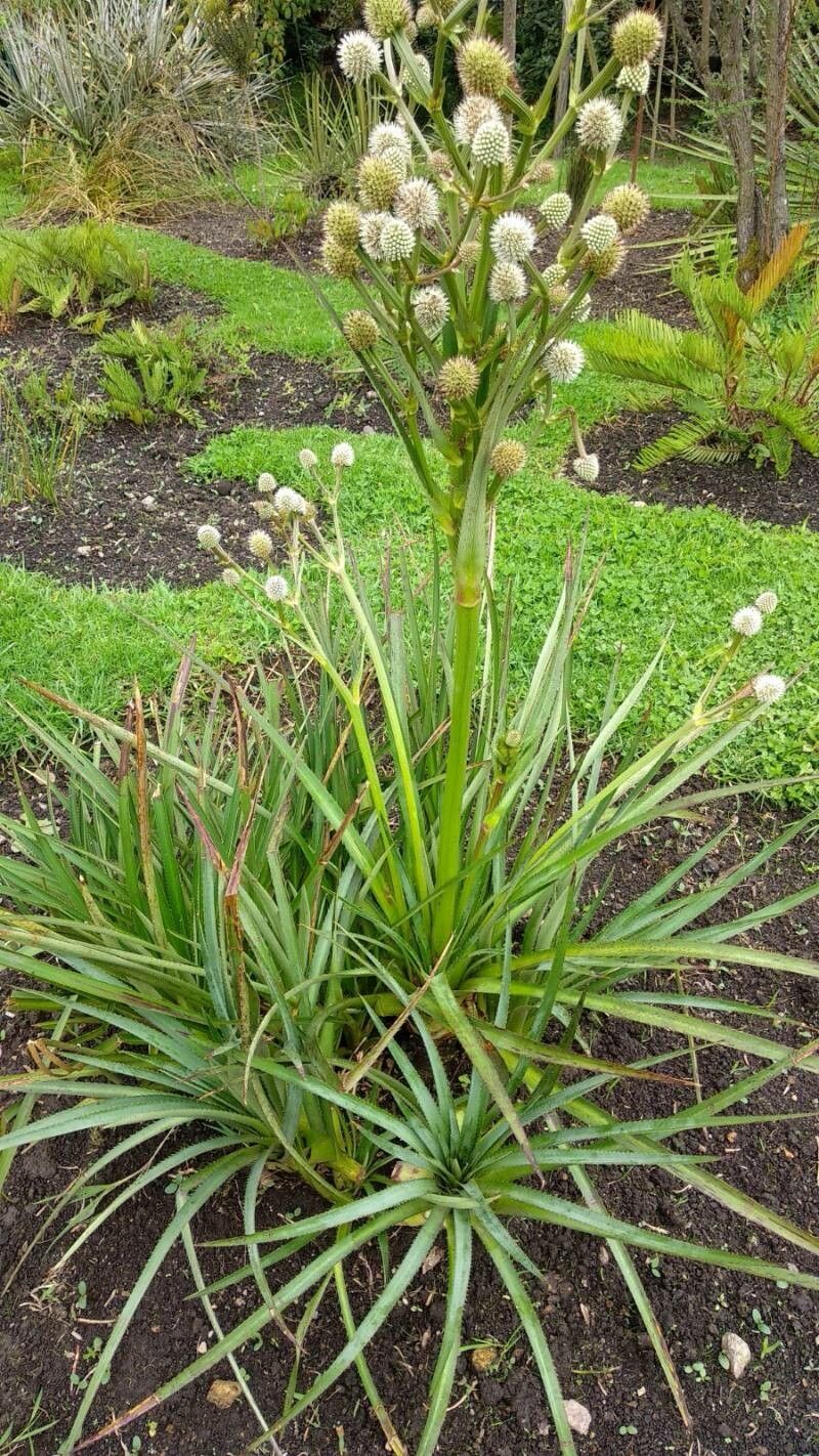 Eryngium humboldtii habit