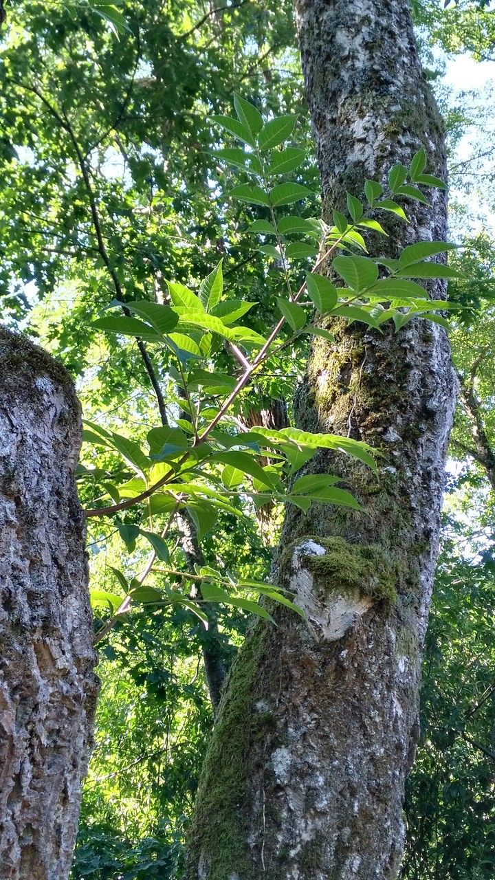 Phellodendron japonicum leaf