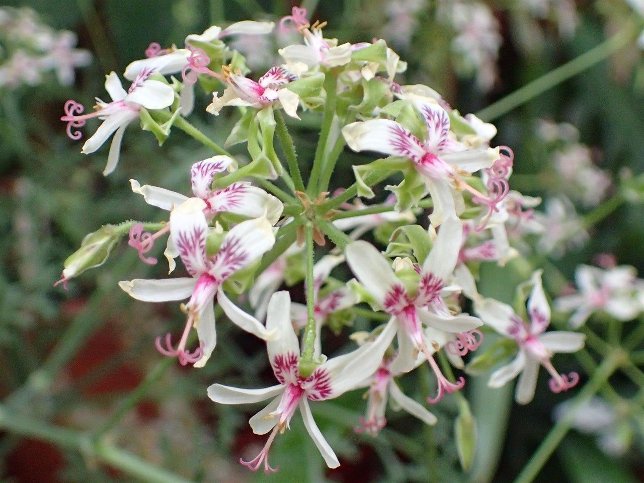 Pelargonium paniculatum — houseplant care guide