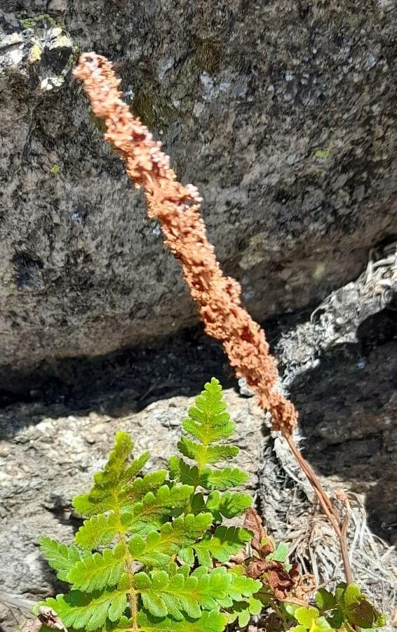 Anemia tomentosa other