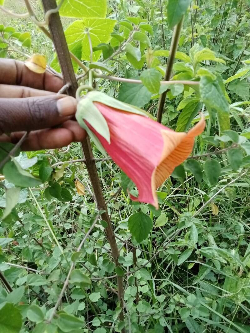 Canarina abyssinica — related species from the same genus