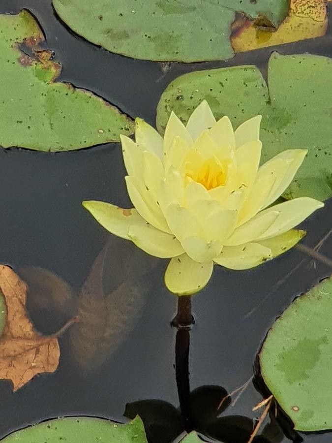 Nymphaea mexicana leaf