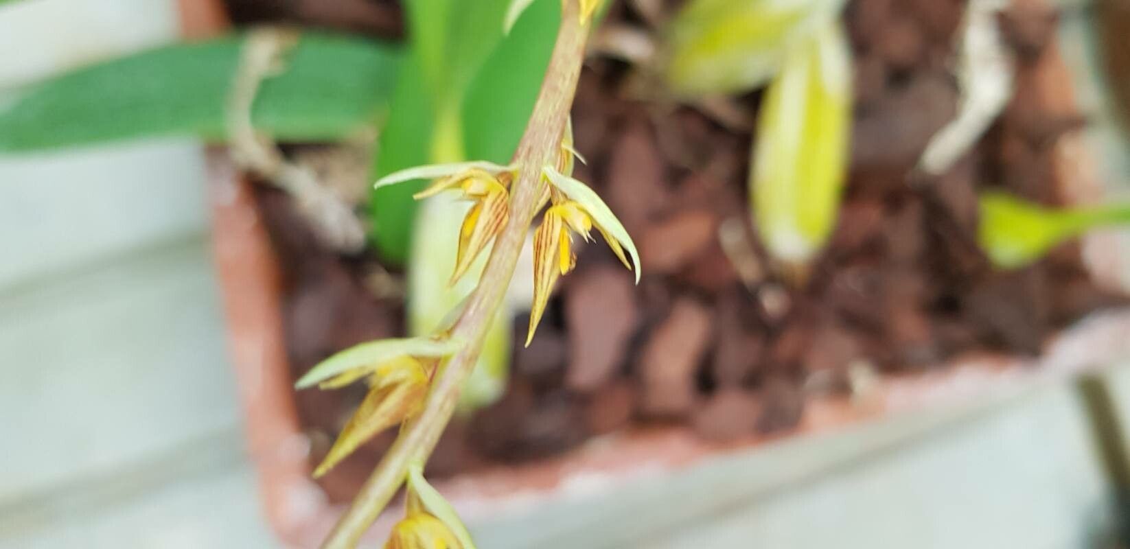 Bulbophyllum rufinum flower