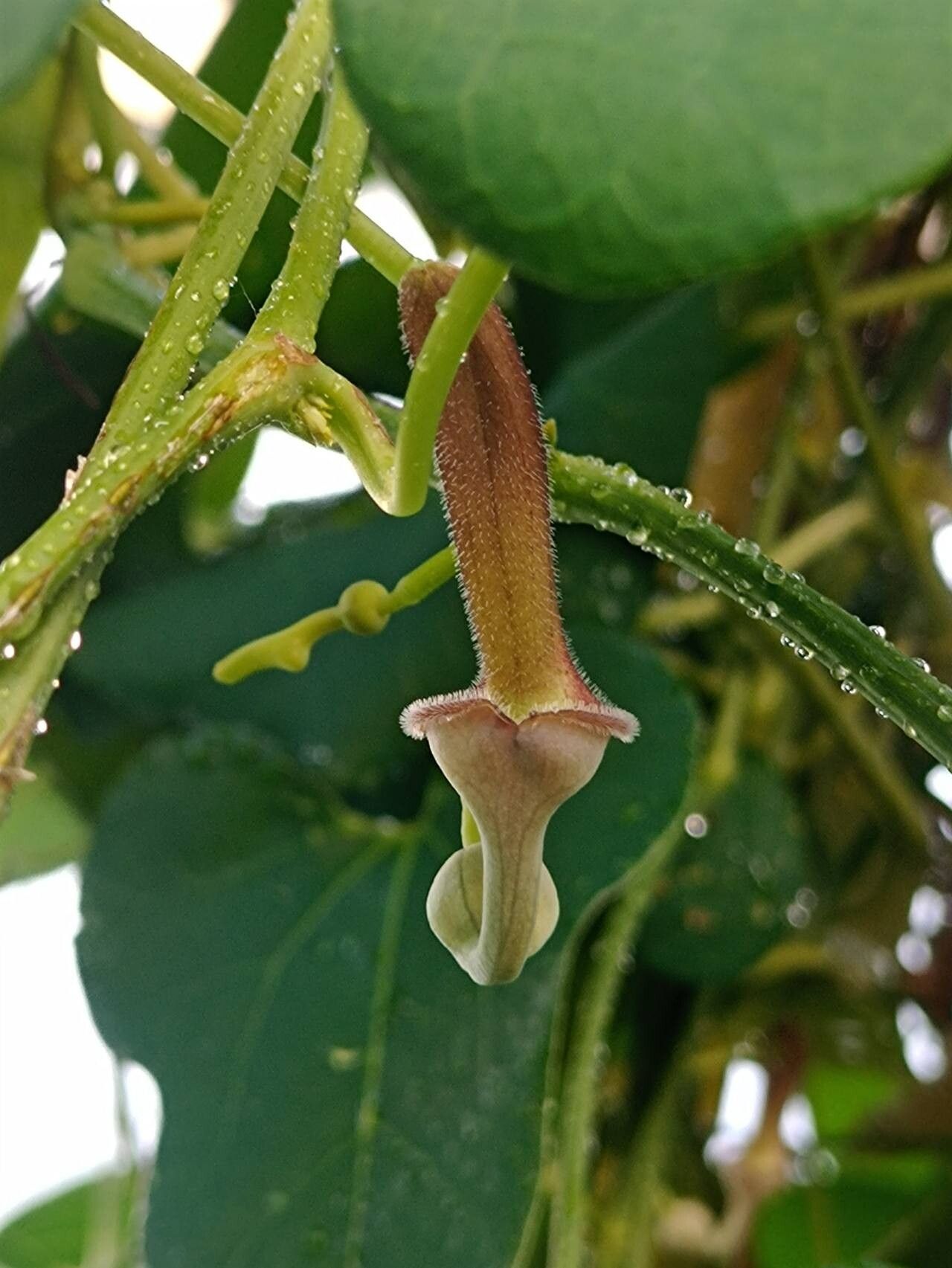 Aristolochia zollingeriana flower