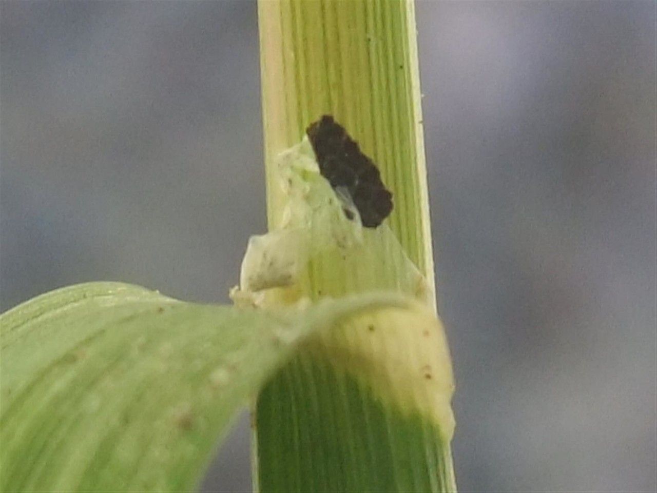 Glyceria notata bark