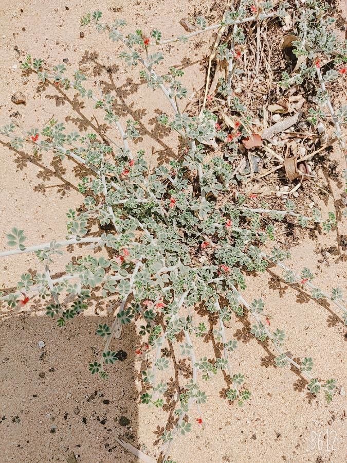 Indigofera argentea flower