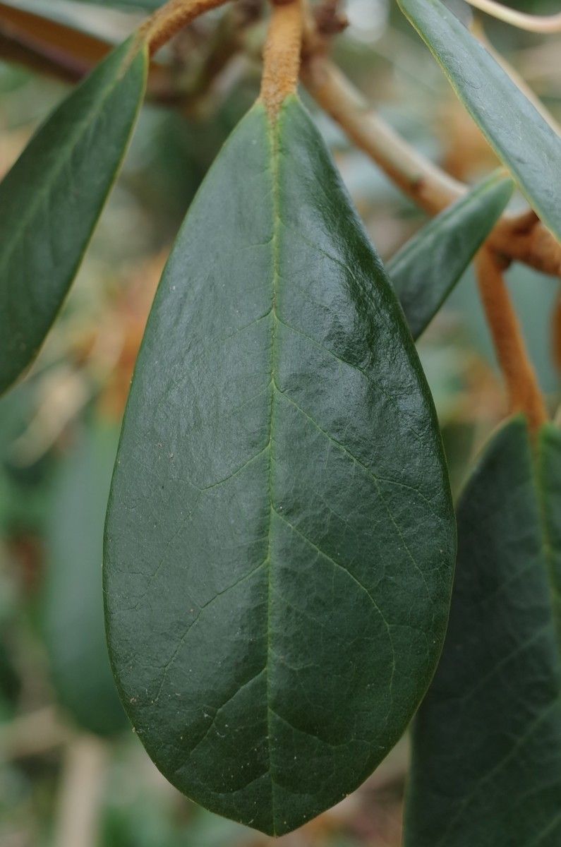 Rhododendron fulvum — houseplant care guide