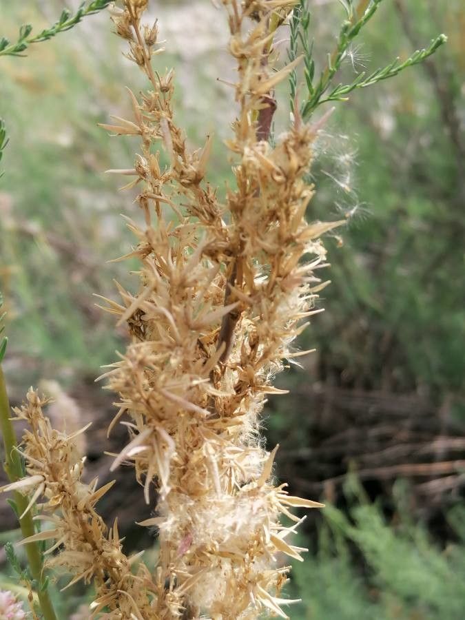 Myricaria germanica fruit