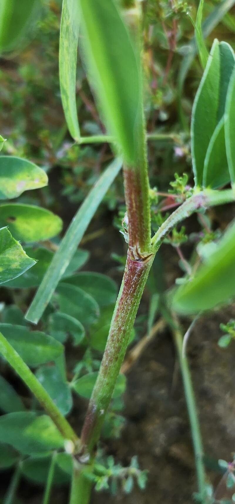 Onobrychis lunata bark