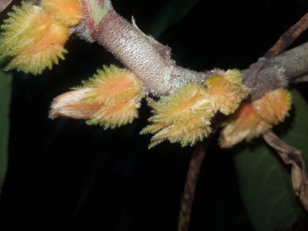 Columnea florida flower