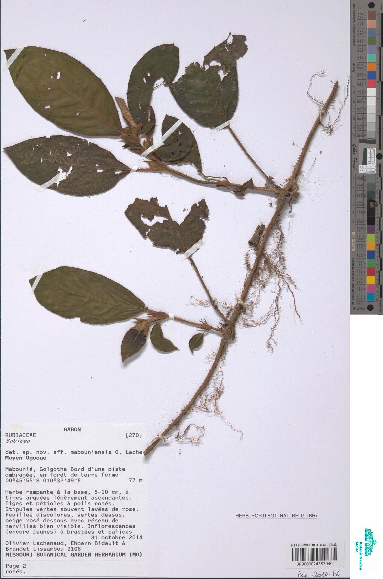 Sabicea golgothae — houseplant care guide