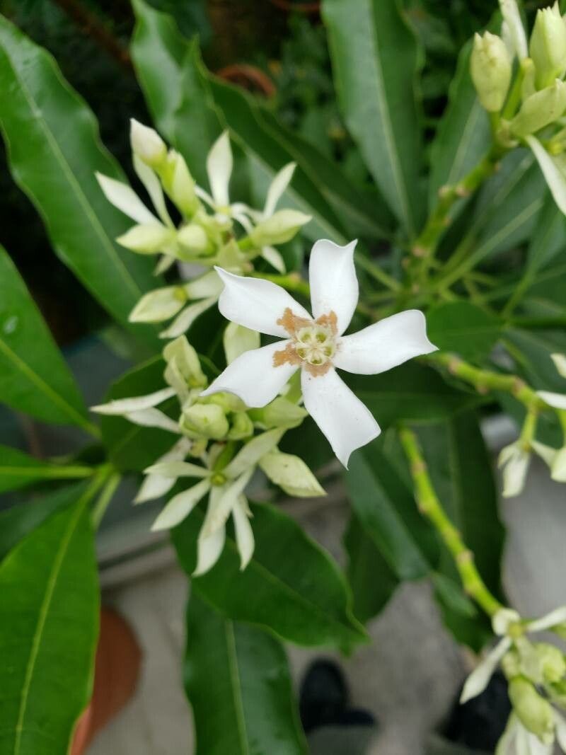 Cerbera manghas flower