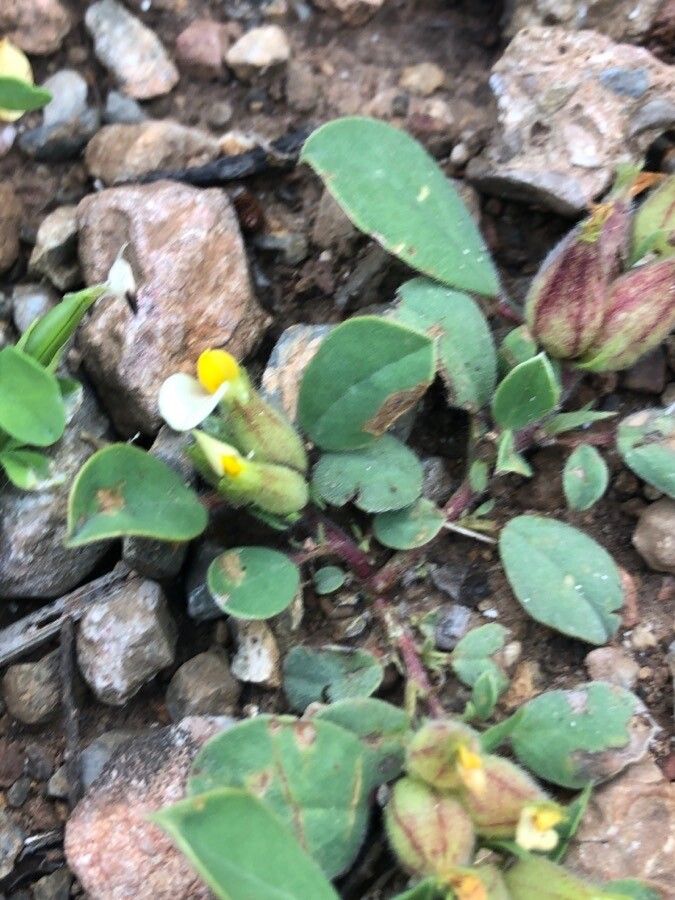 Tripodion tetraphyllum leaf
