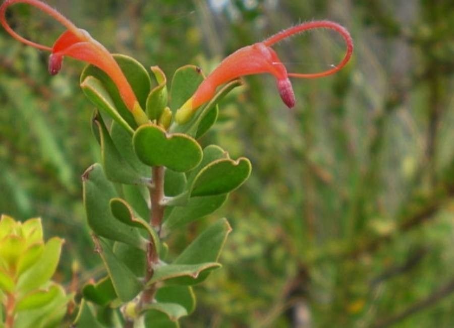 Adenanthos obovatus flower