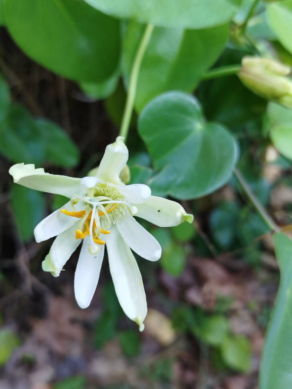 Passiflora silvestris flower