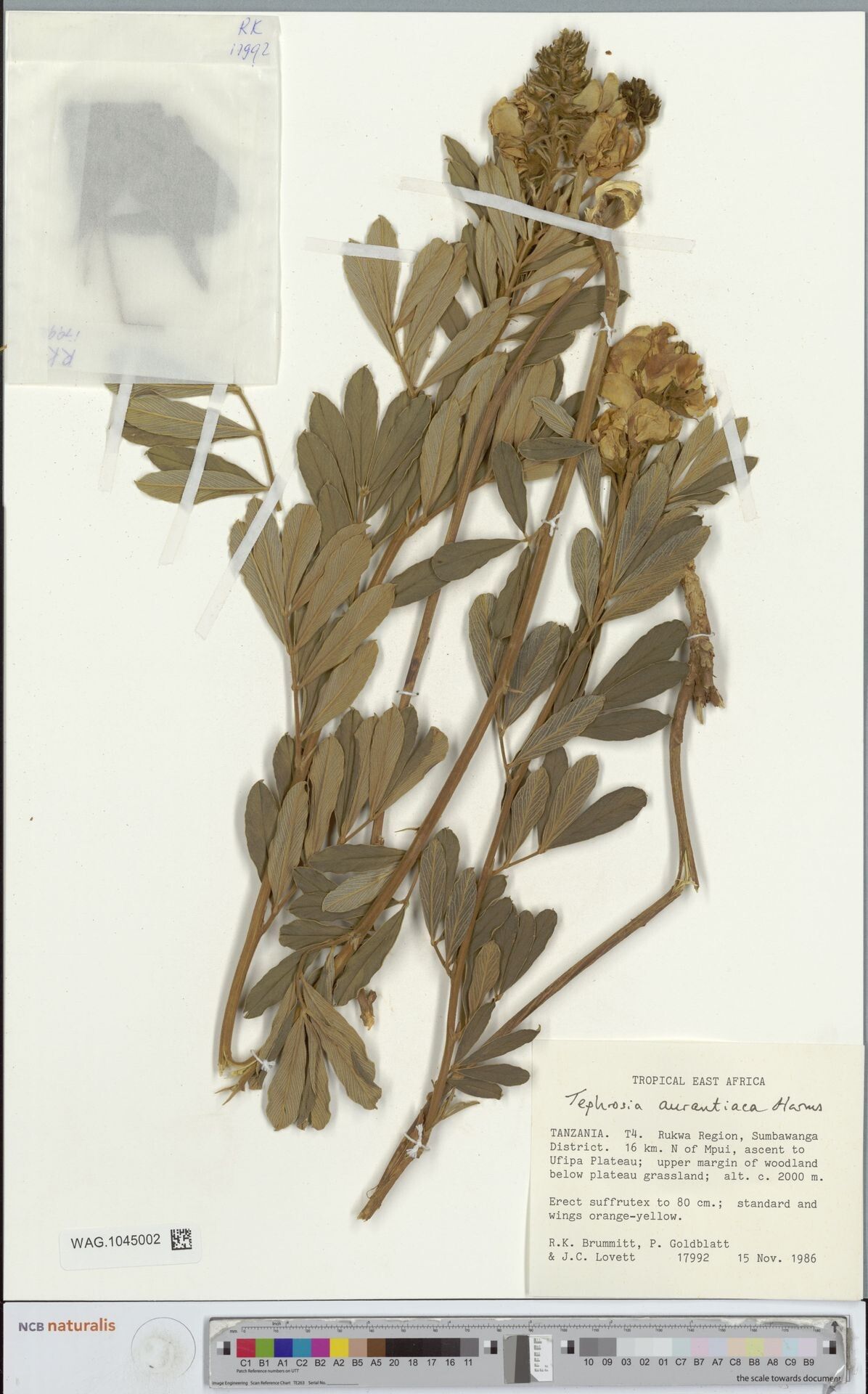 Tephrosia aurantiaca — search result for 'Tephrosia'