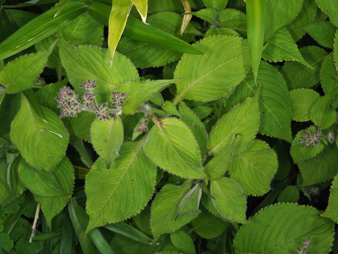 Strobilanthes atropurpurea — related species from the same genus