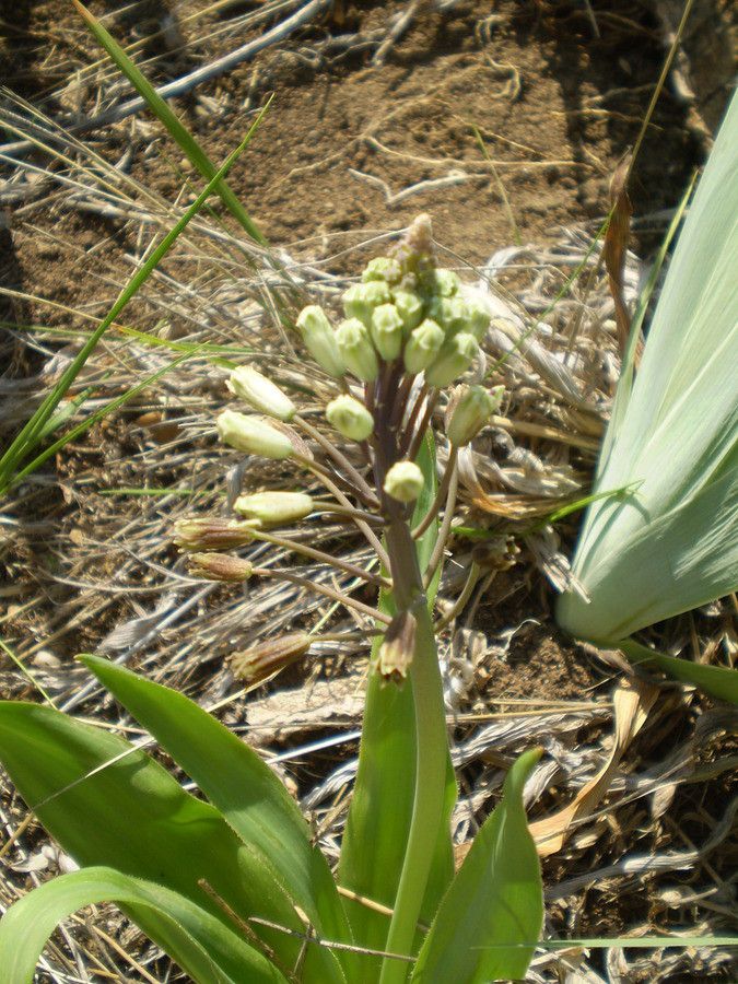 Bellevalia ciliata habit