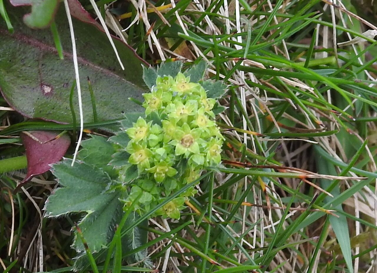 Alchemilla hybrida flower