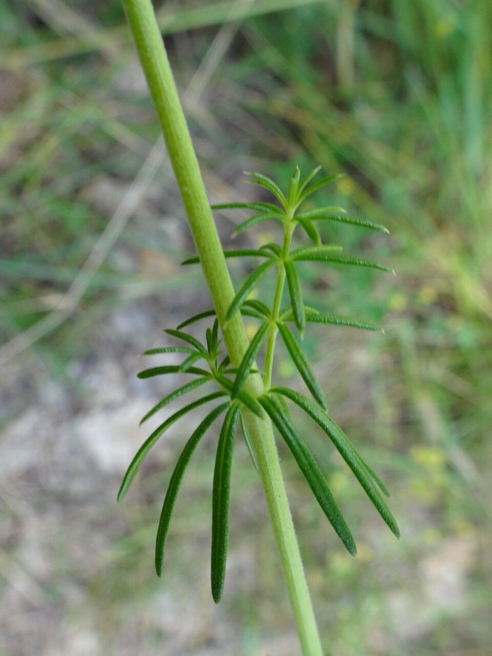 Galium verum — search result for 'Lebanon'