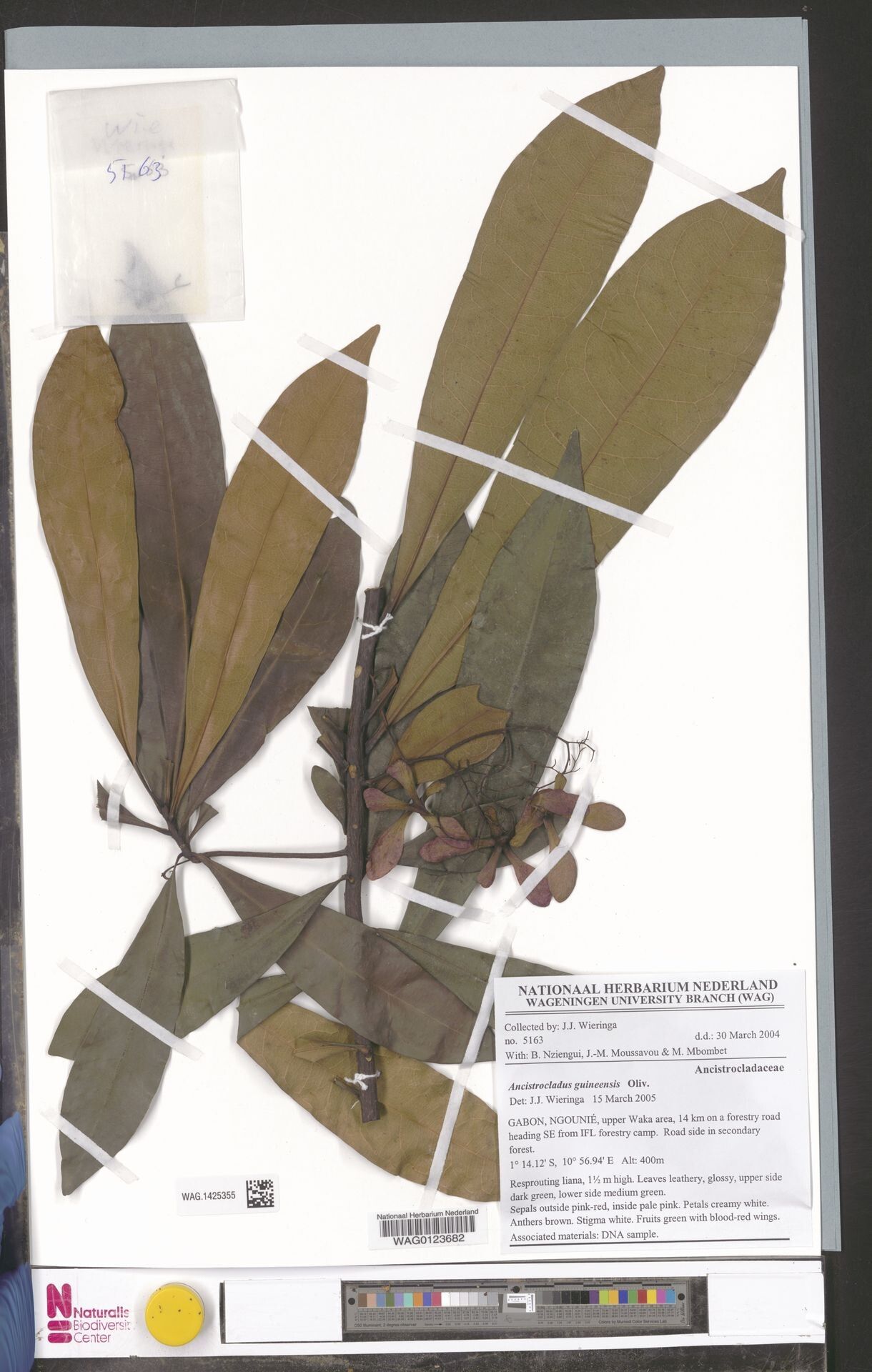 Ancistrocladus guineensis — related species from the same genus