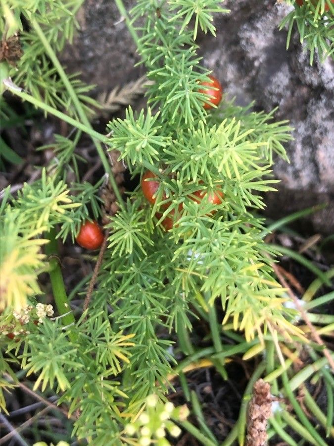 Asparagus tenuifolius leaf