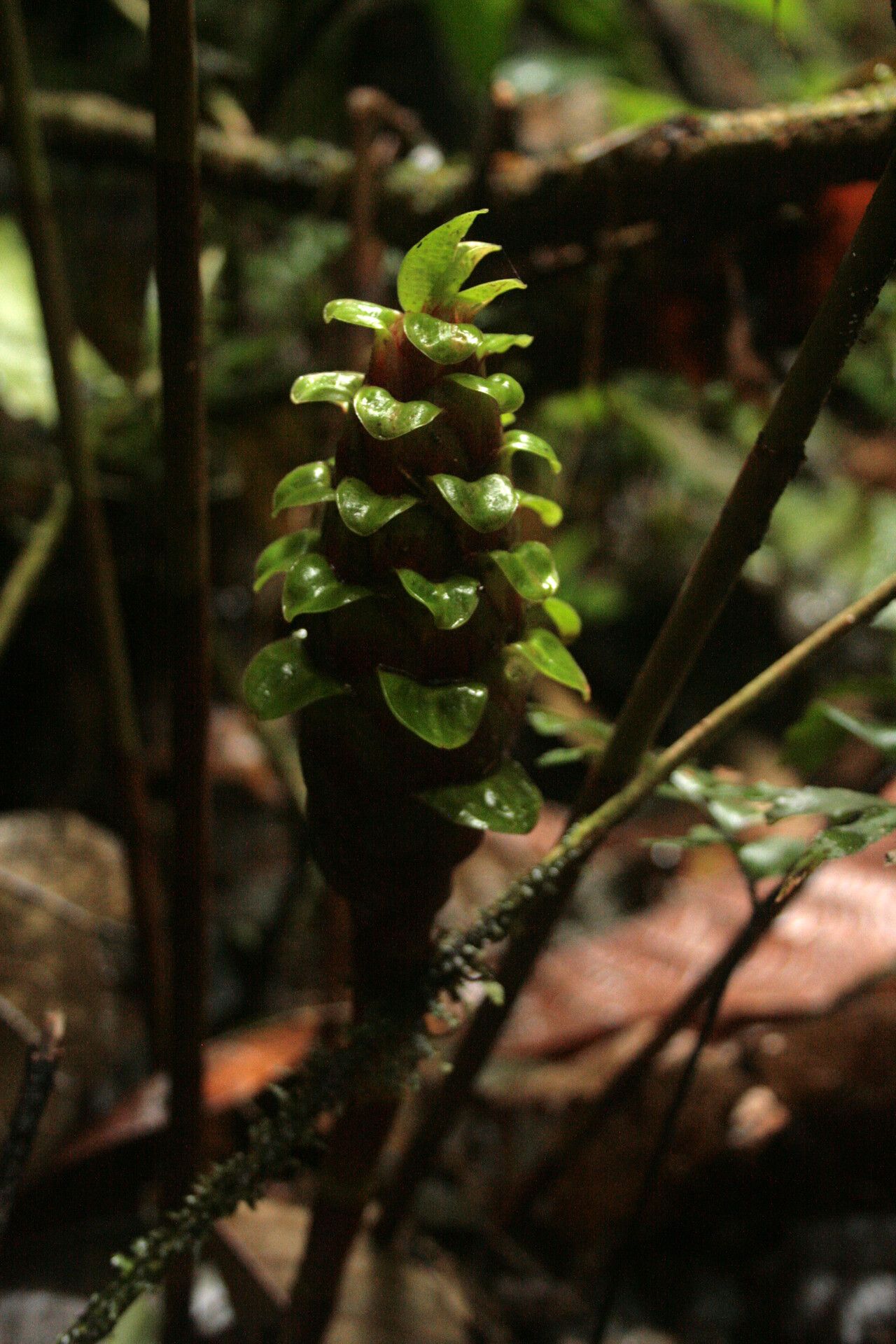 Costus claviger flower