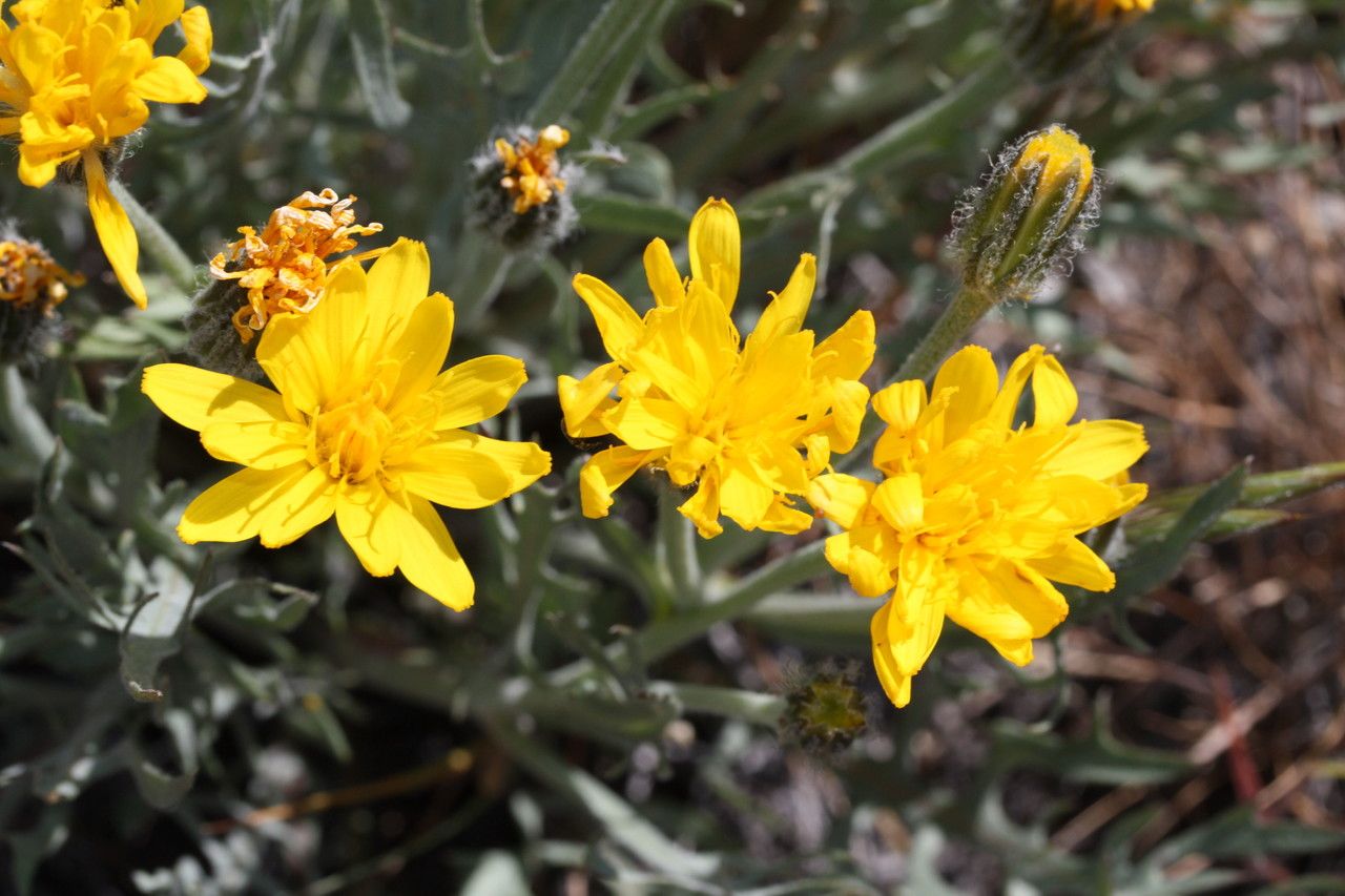 Crepis modocensis flower
