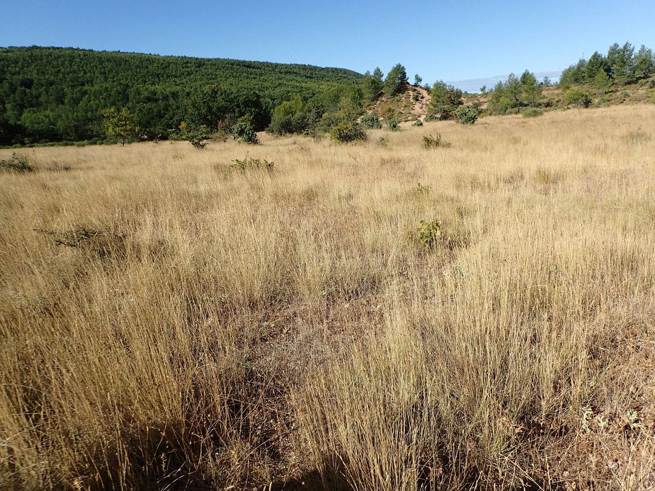 Brachypodium rupestre habit