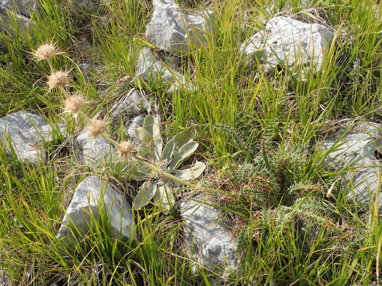 Morina persica habit