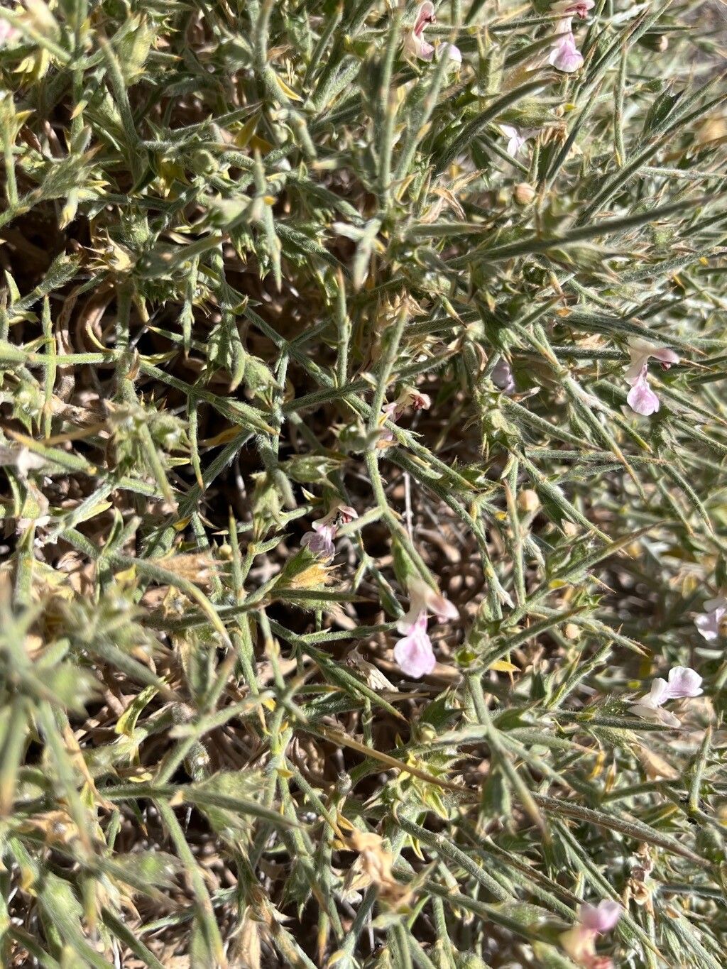 Stachys spinosa bark