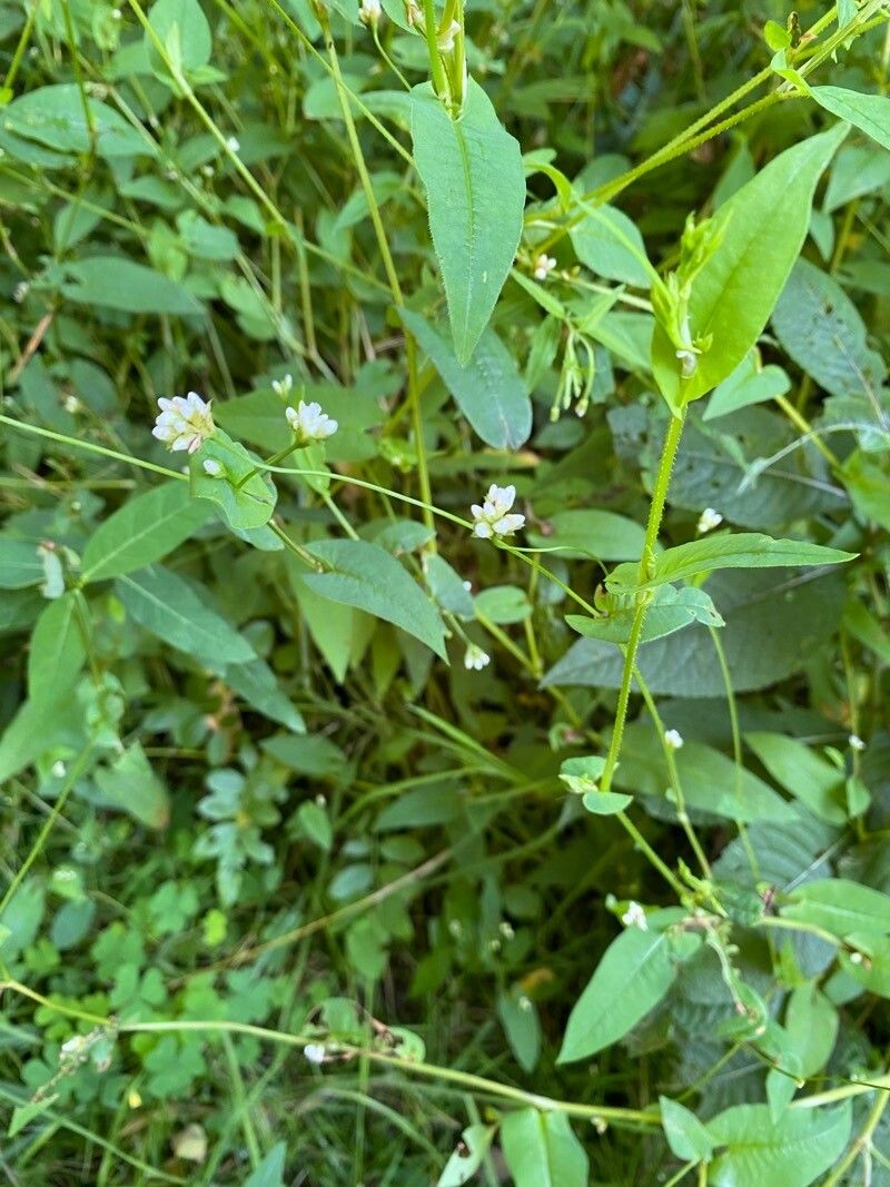 Persicaria strigosa — search result for 'Persicaria'