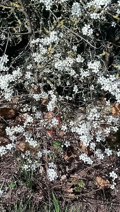Raoulia hookeri flower