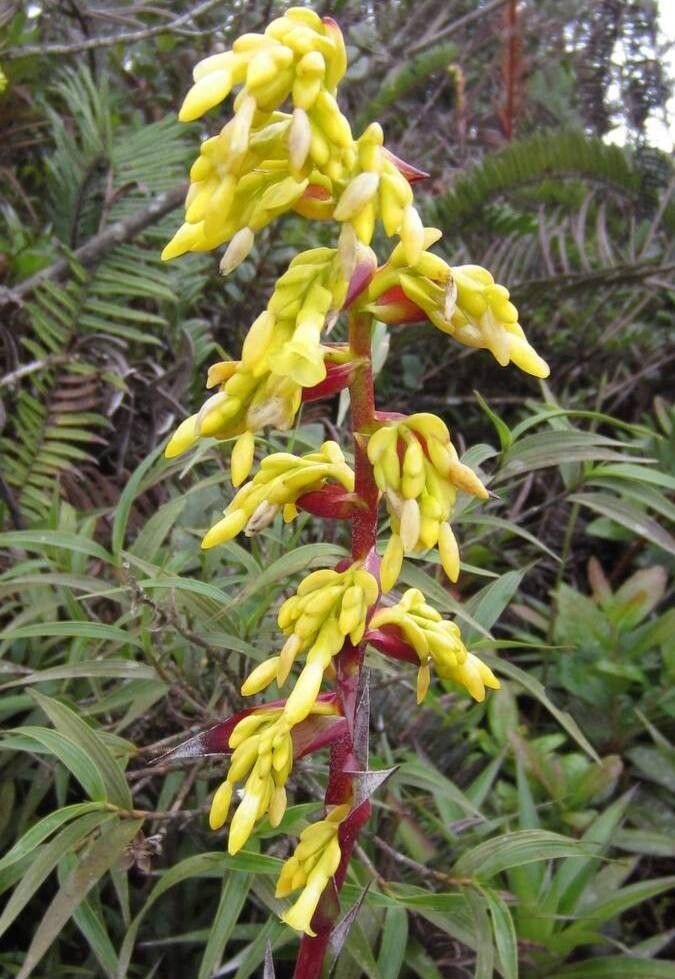 Guzmania candelabrum