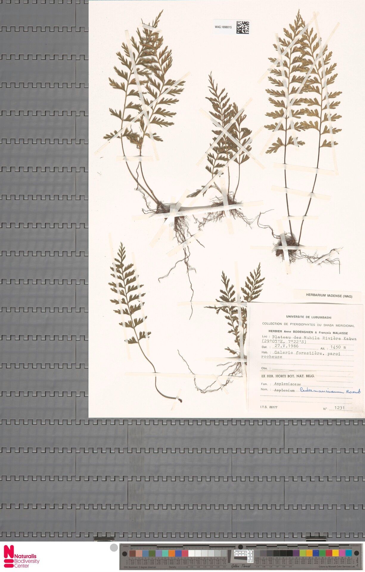 Asplenium lademannianum — houseplant care guide