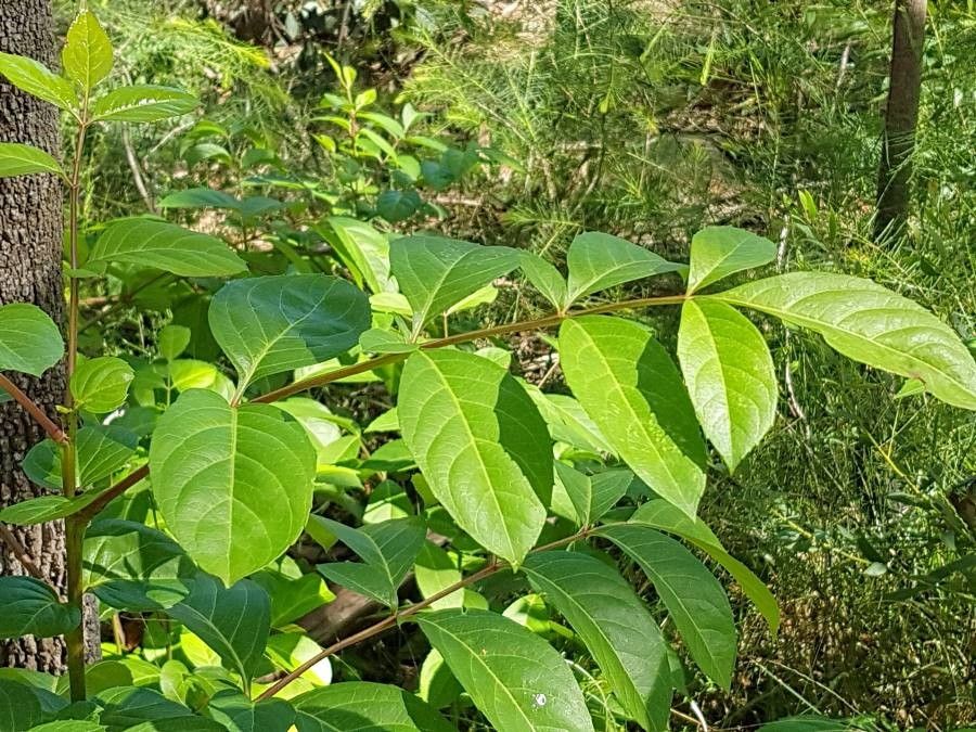Polyscias sambucifolia leaf