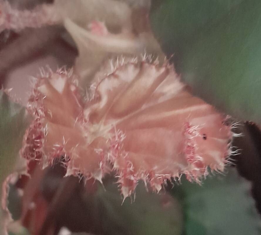 Begonia × erythrophylla leaf