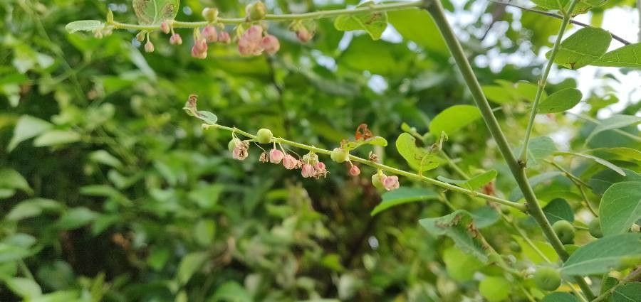 Phyllanthus reticulatus flower