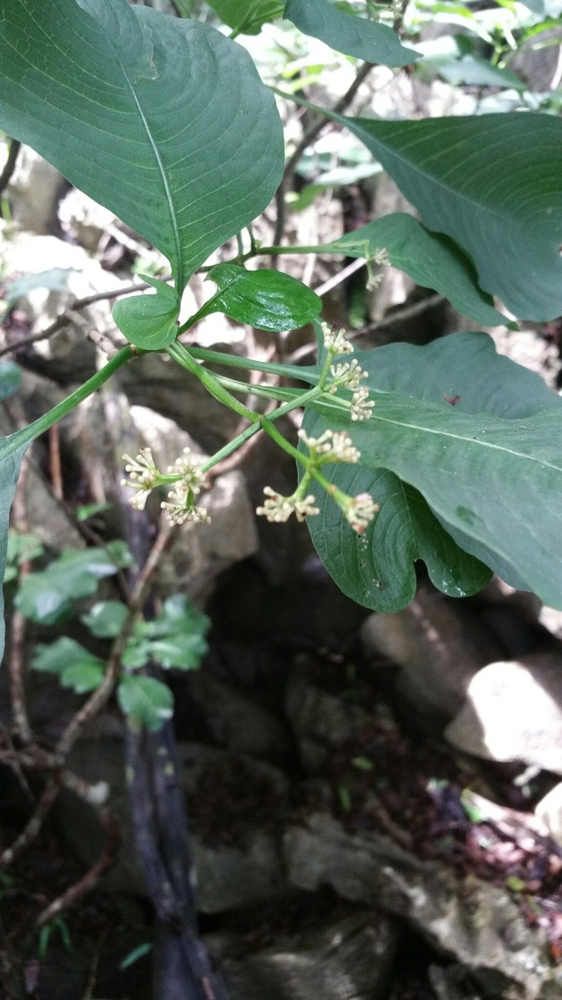 Psychotria antsalovensis flower