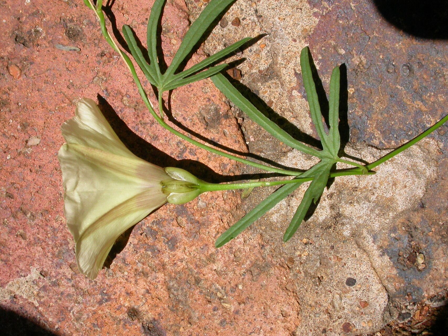 Merremia palmata — search result for 'Merremia'