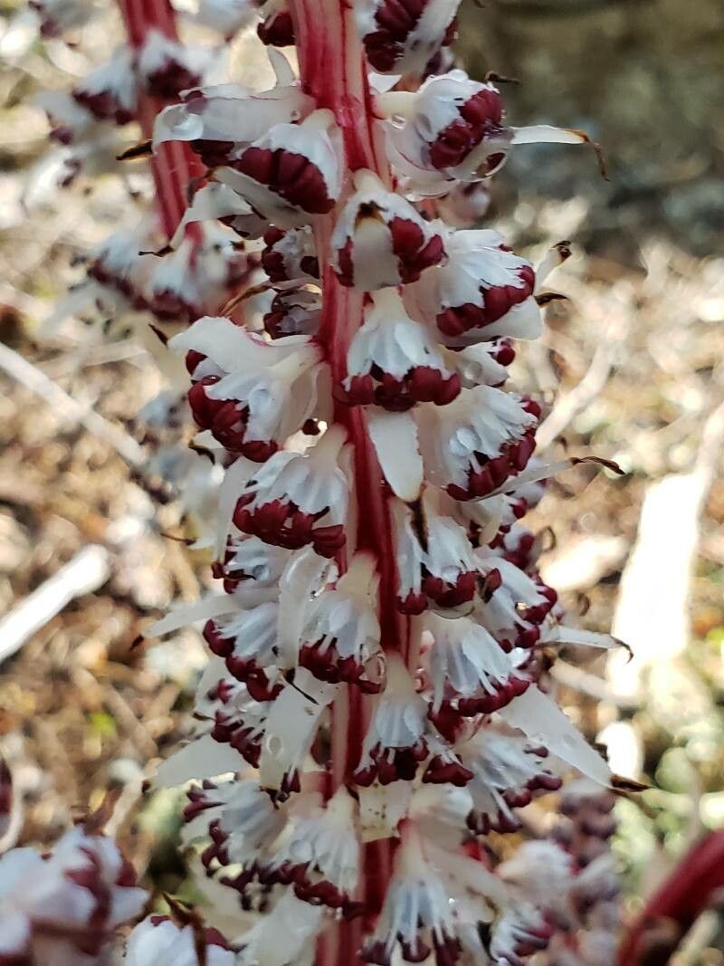Allotropa virgata flower