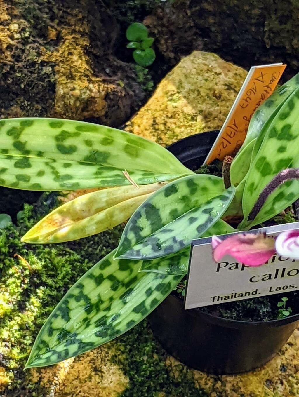 Paphiopedilum callosum — search result for 'Paphiopedilum'