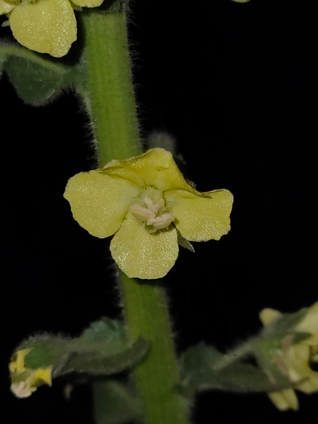 Verbascum coromandelianum flower