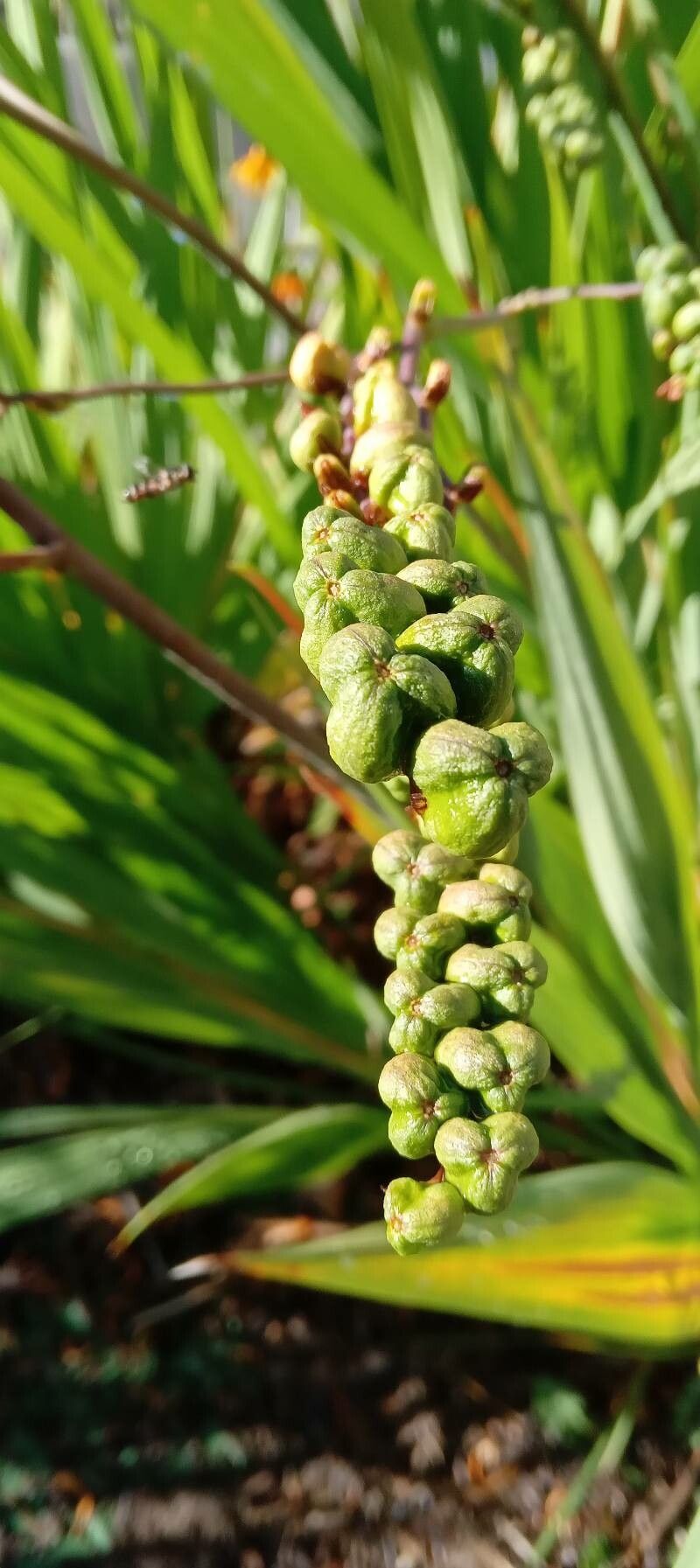 Crocosmia × crocosmiiflora fruit