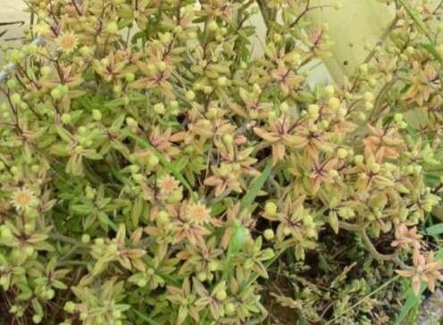 Monanthes anagensis habit