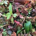 Sedum makinoi