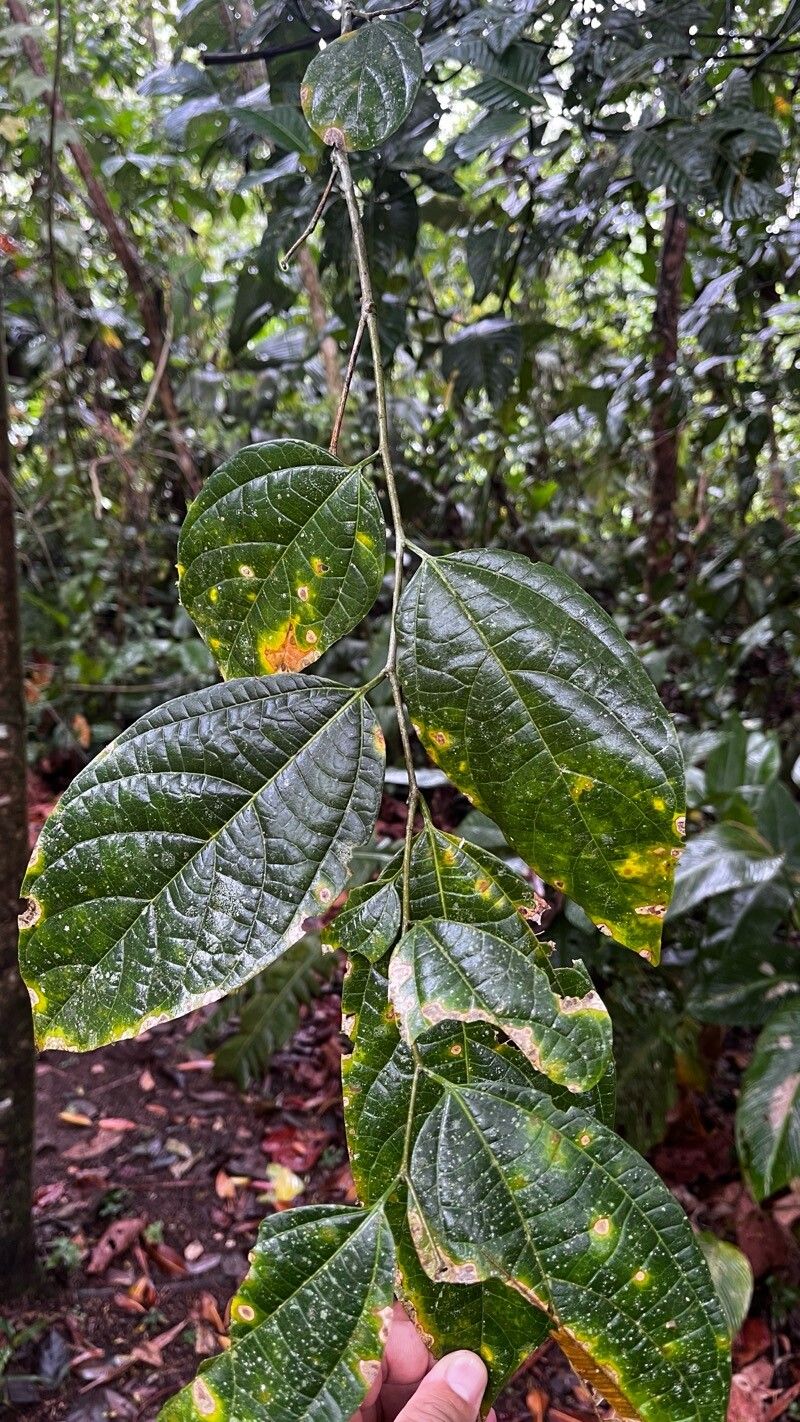 Celtis schippii — search result for 'Celtis'